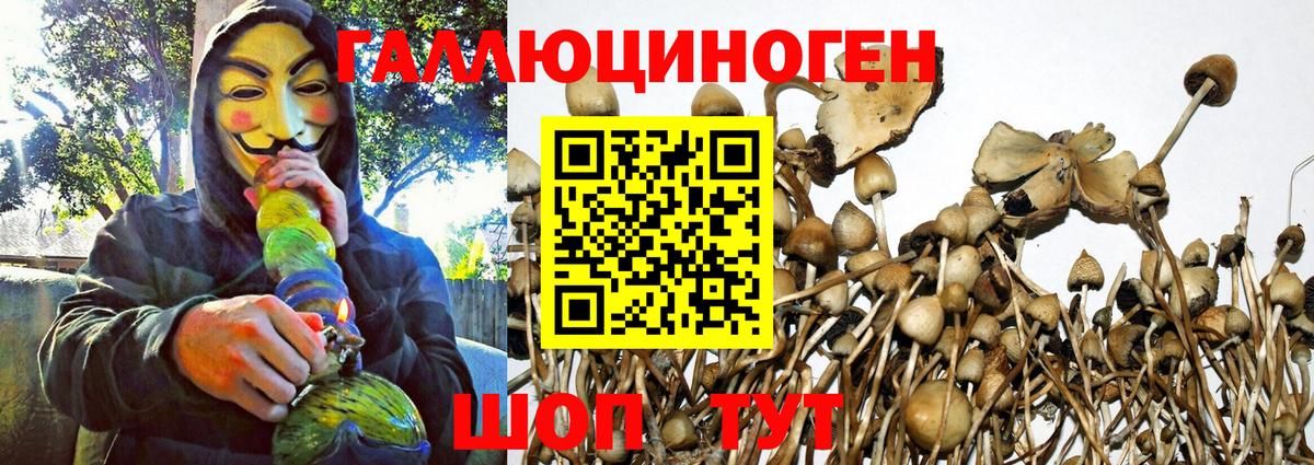 Псилоцибиновые грибы мицелий Тимашёвск